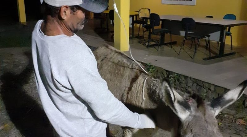 Cavalo morre após ser esfaqueado em Penedo, AL, Alagoas